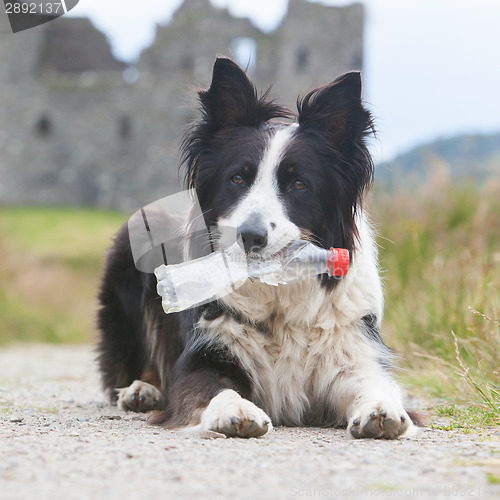 Image of Border collie sheepdog waiting