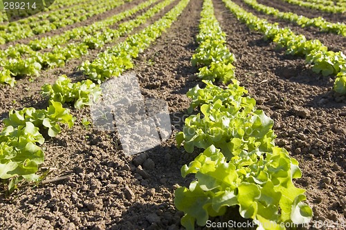 Image of Lettuce in a field