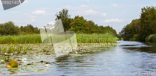 Image of Typical view of a the swamp in National Park Weerribben 