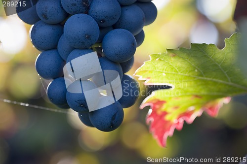 Image of Purple grapes in the sun