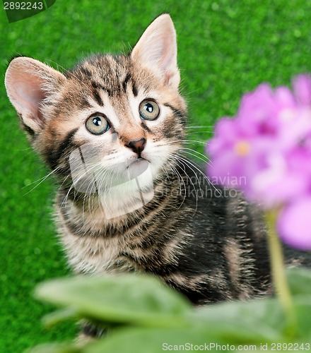 Image of Cute kitten