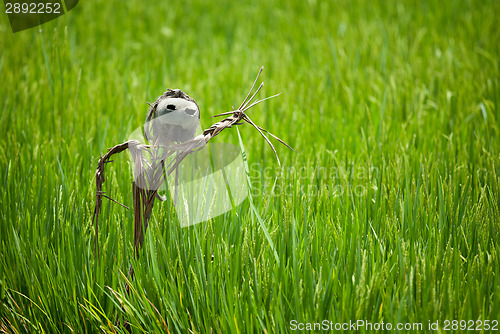 Image of Scarecrow on rice field