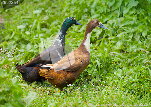 Image of Two different genders ducks on meadow