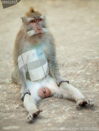 Image of Male monkey funny sitting on ground. Macaque crabeater from Bali