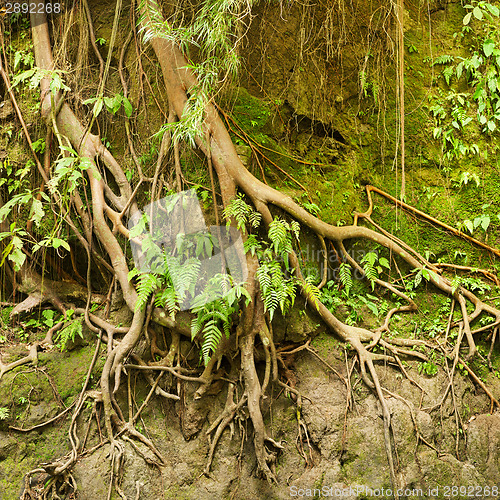 Image of Roots of a tropical tree in the soil eroded by rain