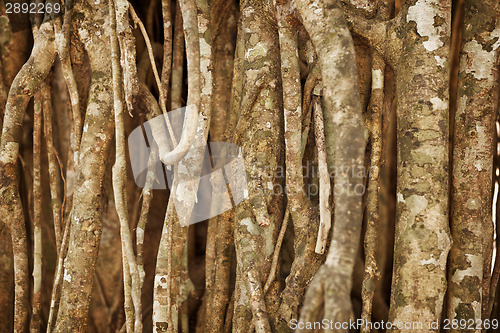 Image of Aerial roots of a tropical plant. Natural background