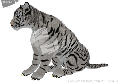 Image of White Tiger