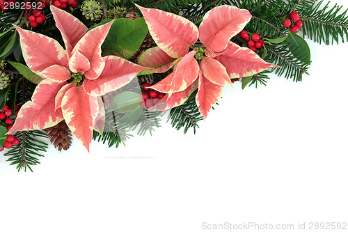 Image of Poinsettia Flower Border