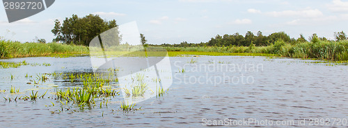 Image of Typical view of a the swamp in National Park Weerribben 