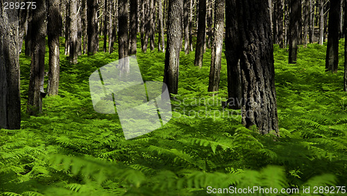 Image of Green forest