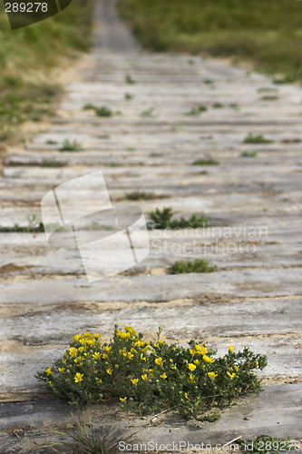 Image of Wood path
