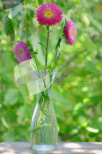 Image of Chrysanthemum Flower