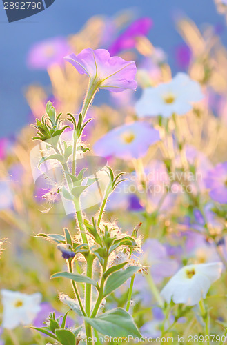 Image of nicotiana alata flowers