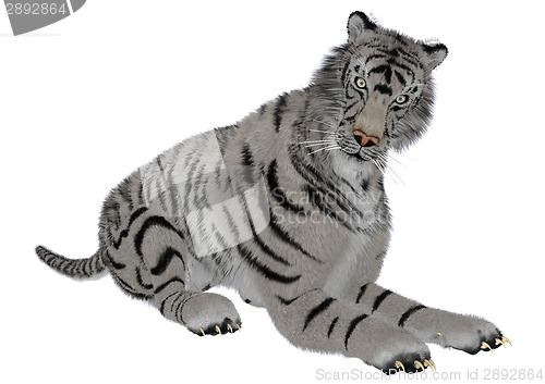 Image of White Tiger