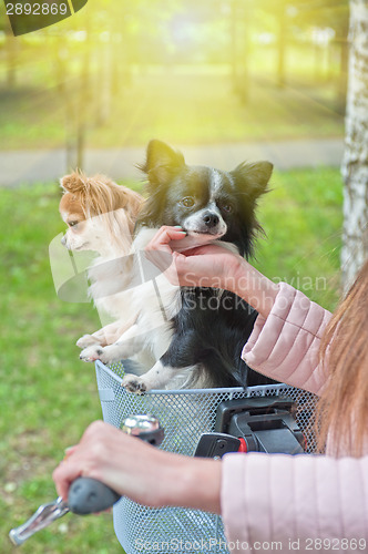 Image of bicycle walking with chihuahua