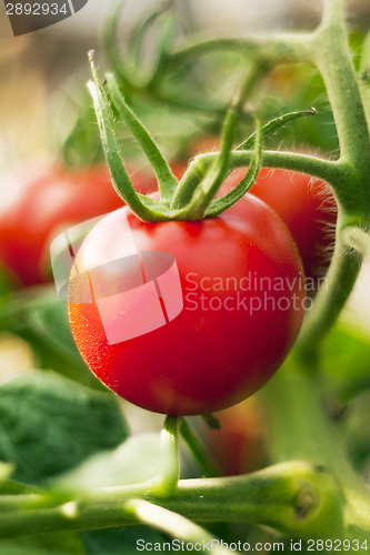 Image of Red tomato