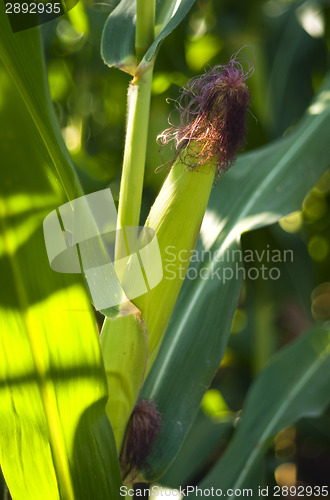 Image of Corn field