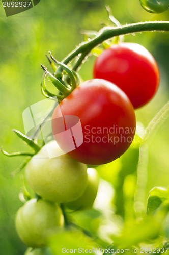 Image of Red and green tomatoes