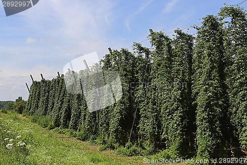 Image of Cultivation of hops