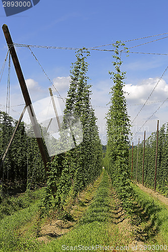 Image of Cultivation of hops