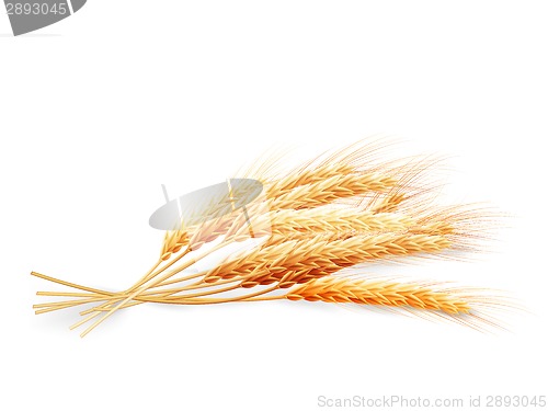 Image of Wheat ears isolated on white background. EPS 10