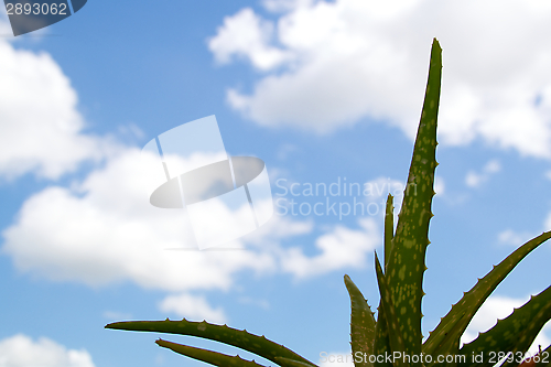 Image of aloe vera plant against blue sky
