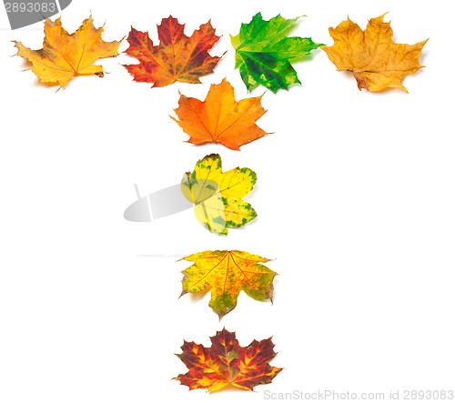 Image of Letter A composed of autumn maple leafs