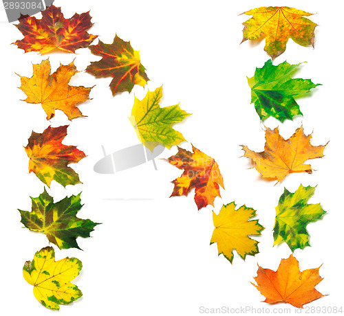 Image of Letter N composed of autumn maple leafs