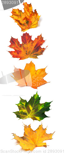 Image of Letter I composed of autumn maple leafs