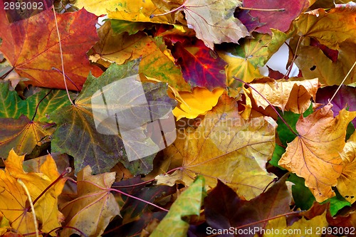 Image of Autumn dry maple-leafs