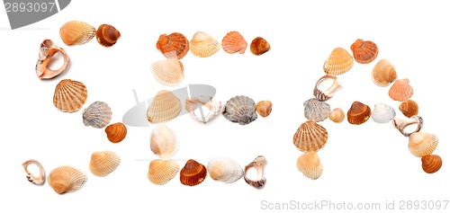 Image of Text SEA composed of seashells