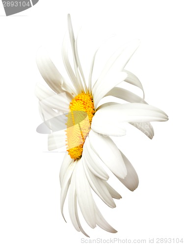 Image of Chamomile. Close-up view