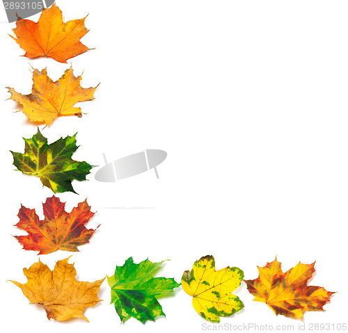 Image of Letter L composed of autumn maple leafs