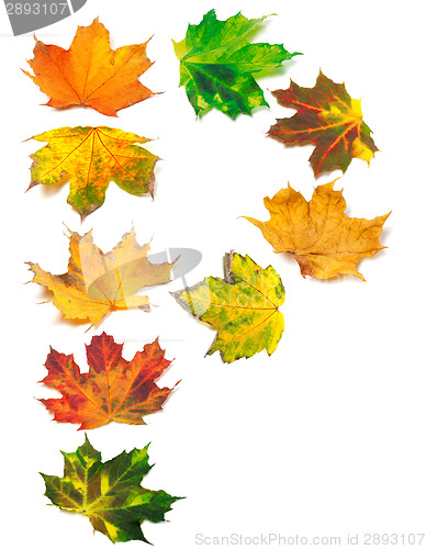 Image of Letter P composed of autumn maple leafs