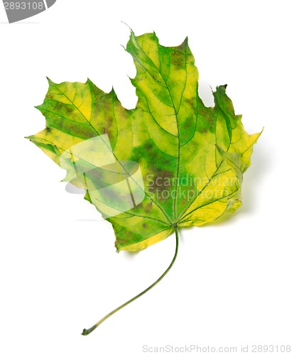 Image of Yellowed maple-leaf