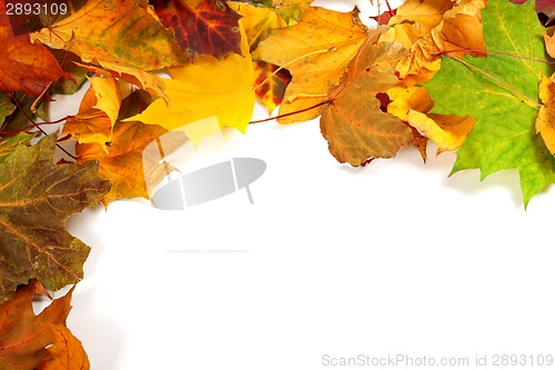 Image of Autumn maple-leafs