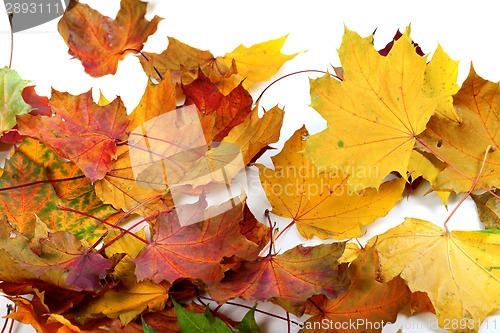 Image of Autumn dry maple-leafs