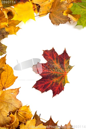 Image of Autumn maple leafs