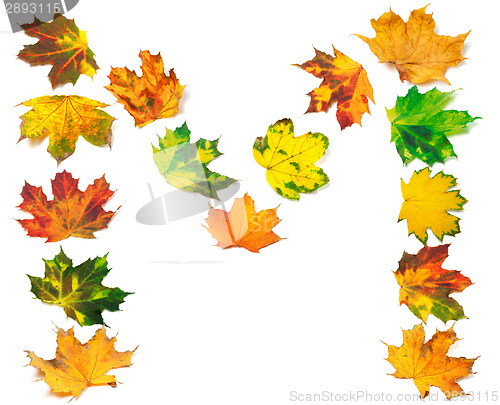 Image of Letter M composed of autumn maple leafs