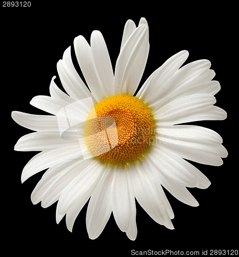 Image of Chamomile isolated on black background