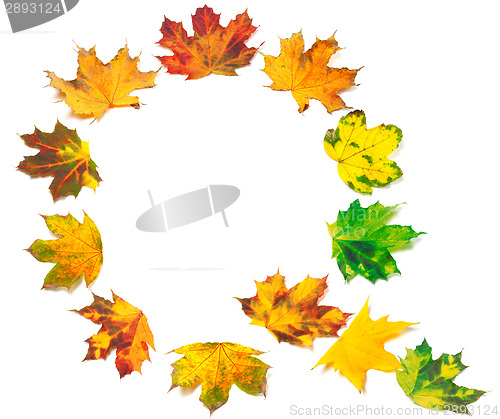 Image of Letter Q composed of autumn maple leafs