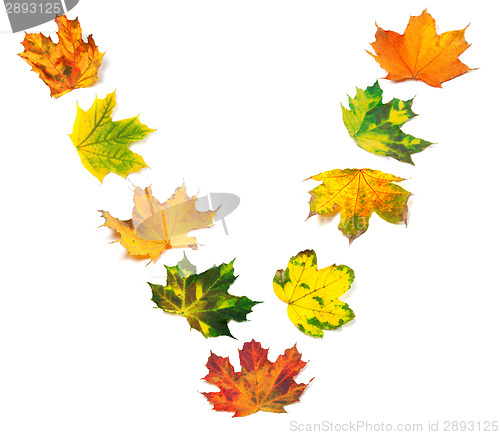 Image of Letter V composed of autumn maple leafs