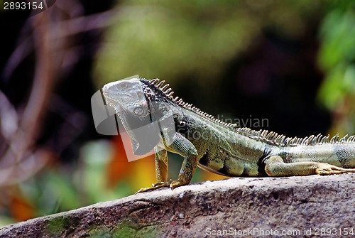 Image of Iguana