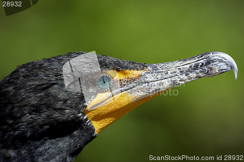 Image of Double crested cormorant everglades state national park florida usa