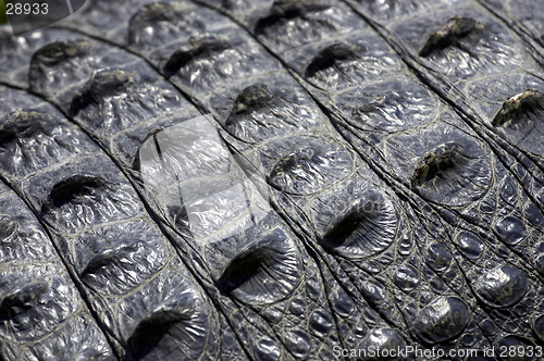 Image of Alligator skin everglades state national park florida usa