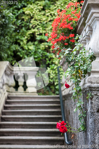 Image of Flowers of Villa Carlotta on Lake Como