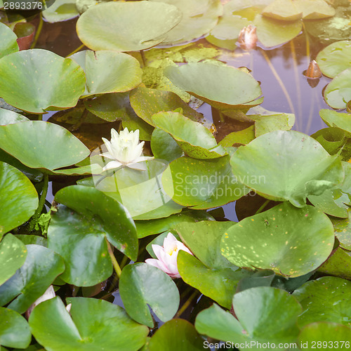 Image of Beautiful white and pink waterlily or lotus flower