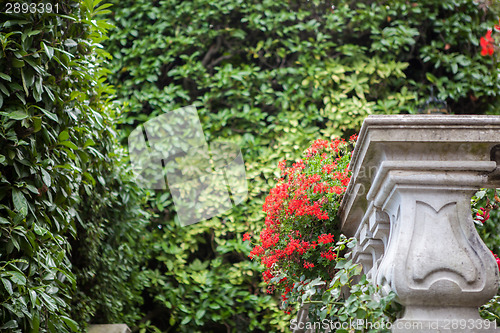 Image of Flowers of Villa Carlotta on Lake Como