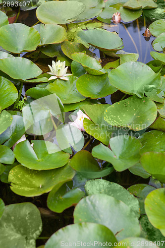 Image of Beautiful white and pink waterlily or lotus flower in pond