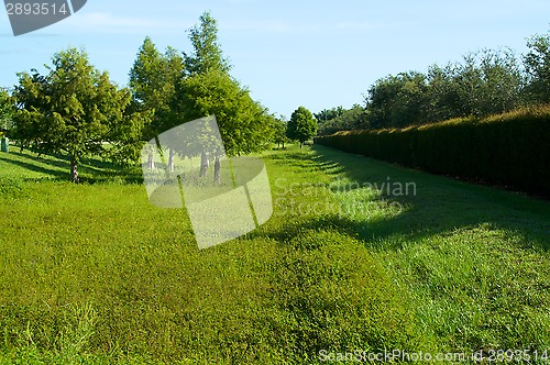 Image of green field with hedge in florida